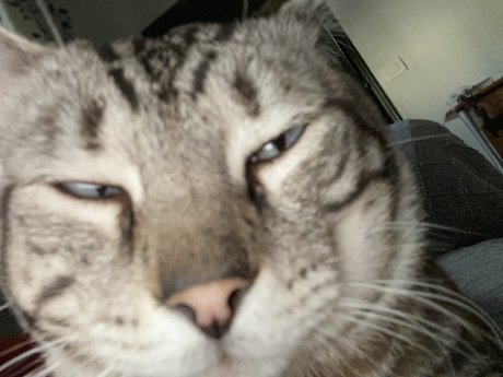 Gato
