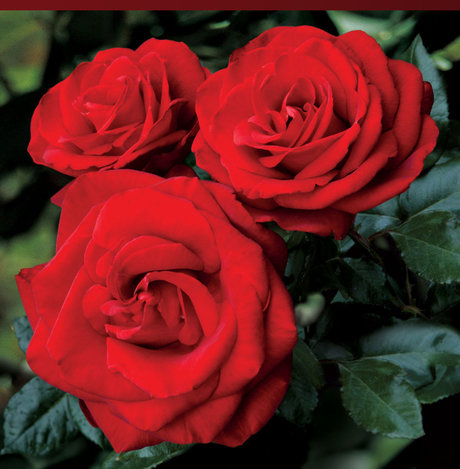 Foto desnuda filtrada de OnlyFans de Rose Mystik