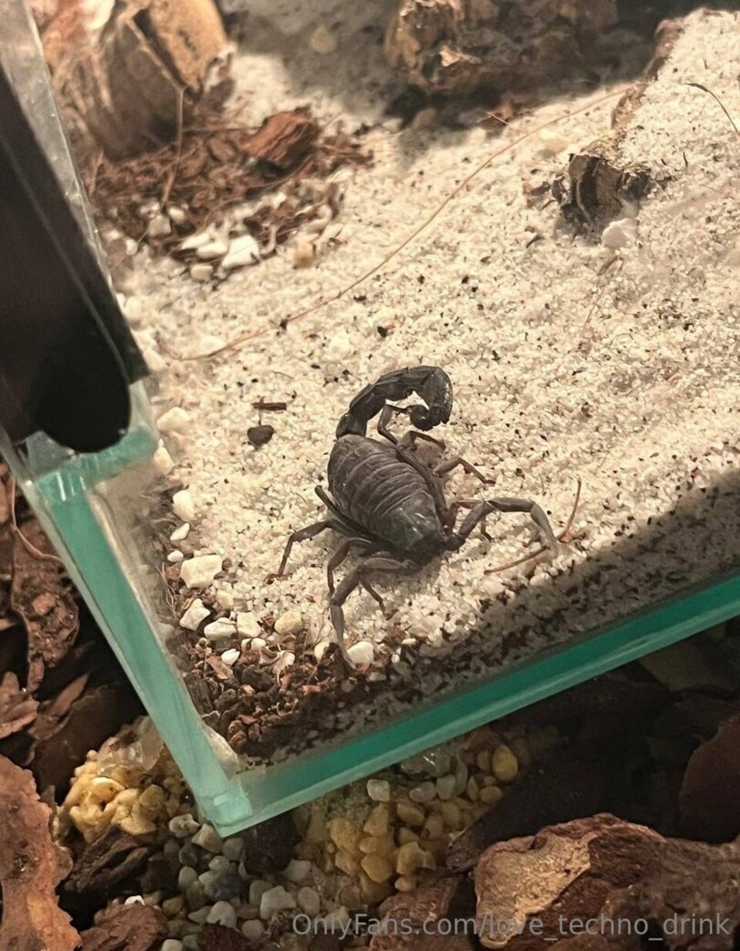 Foto desnuda filtrada de OnlyFans de Sco000obygirl #50 Foto desnuda filtrada de OnlyFans de Sco000obygirl #50