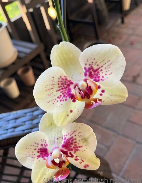 Blushingblooms