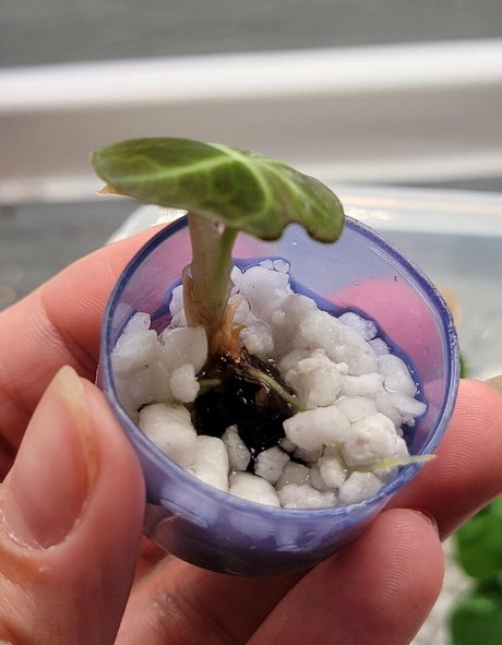 Foto desnuda filtrada de OnlyFans de Momgenes22