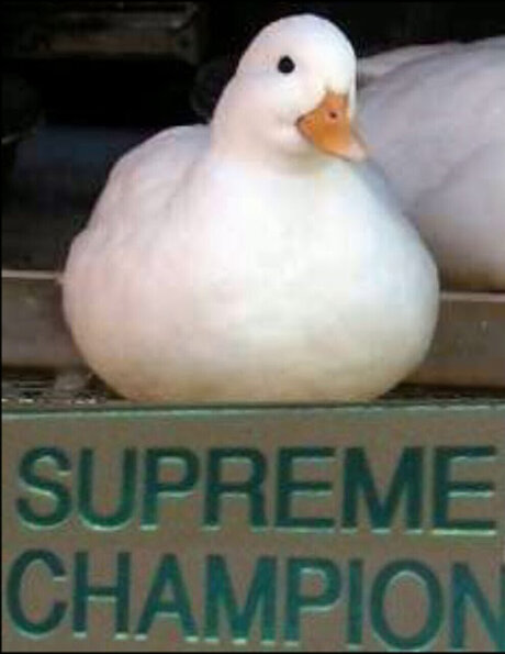 Peak