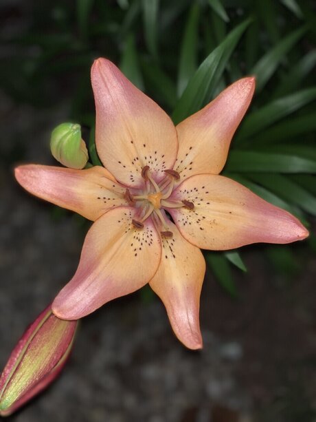 Aspen Rose