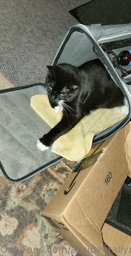 Accidentallydelicious