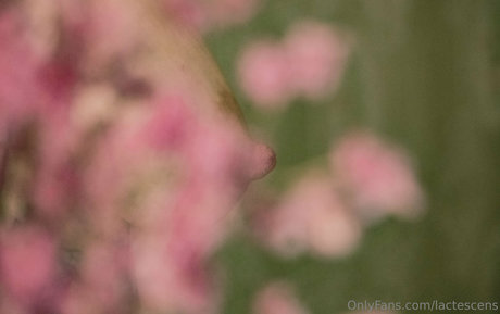 Lactescens