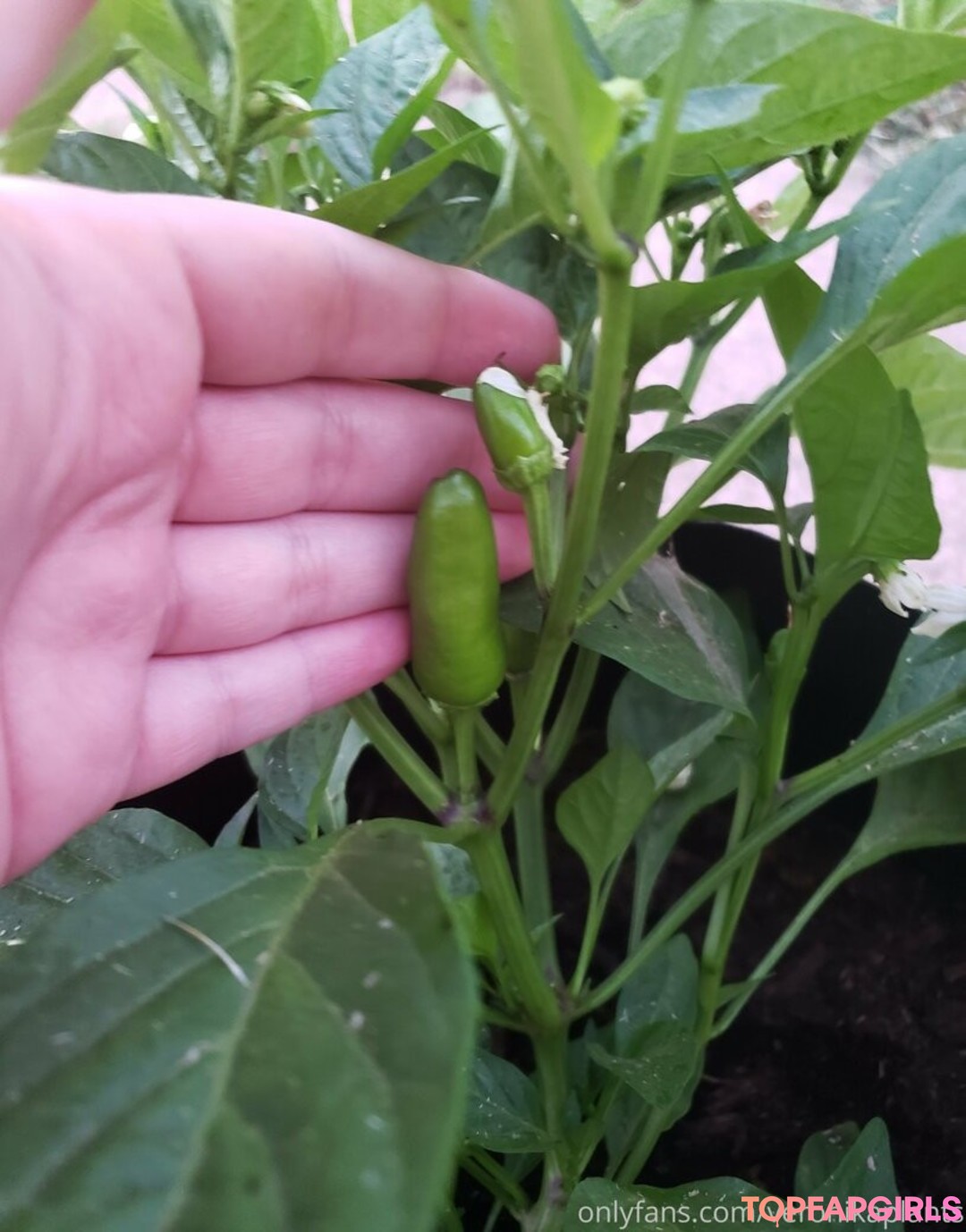 Foto desnuda filtrada de OnlyFans de Veronikaplants #14 Foto desnuda filtrada de OnlyFans de Veronikaplants #14