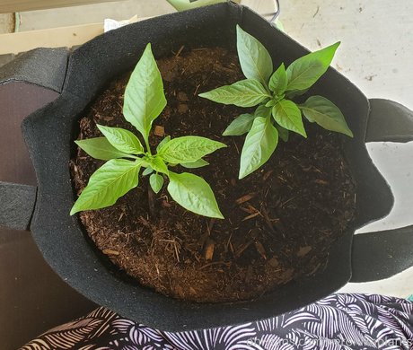 Foto desnuda filtrada de OnlyFans de Veronikaplants