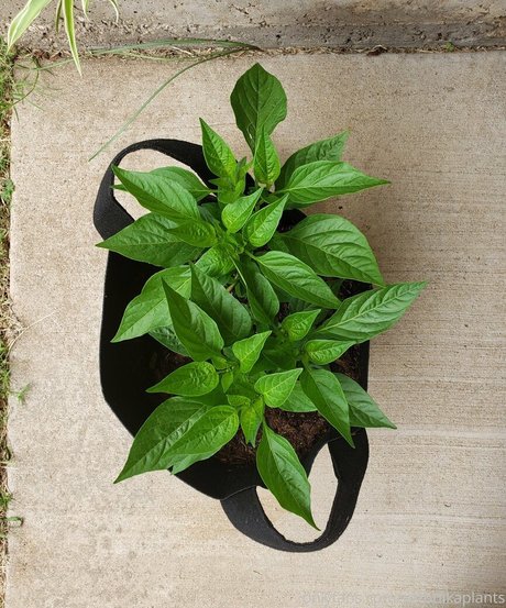 Veronikaplants