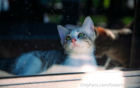 Fosterkittendad