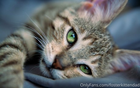 Fosterkittendad