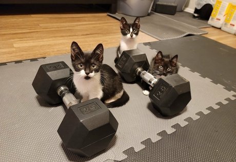 Fosterkittendad
