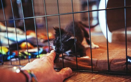 Fosterkittendad