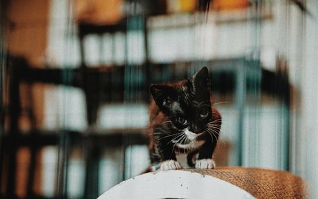 Fosterkittendad