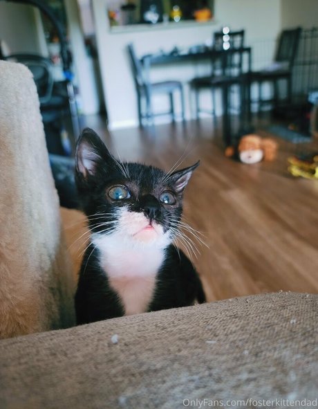 Fosterkittendad
