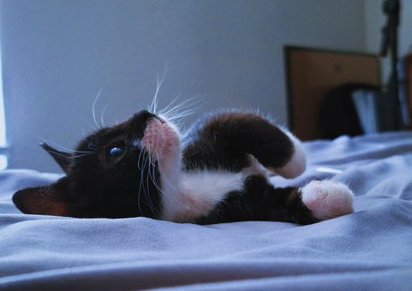 Fosterkittendad