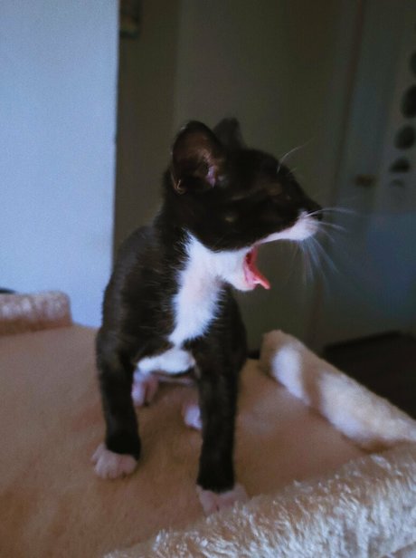 Fosterkittendad