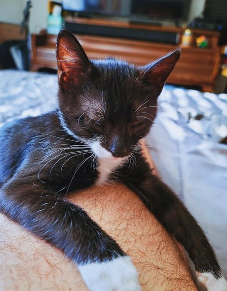 Fosterkittendad