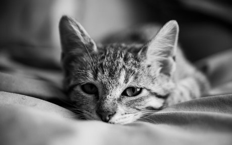 Fosterkittendad
