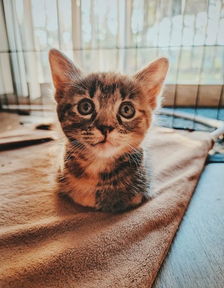 Fosterkittendad