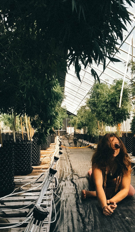 Danceincannabis