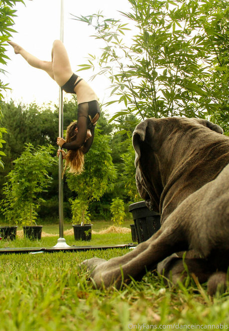 Danceincannabis