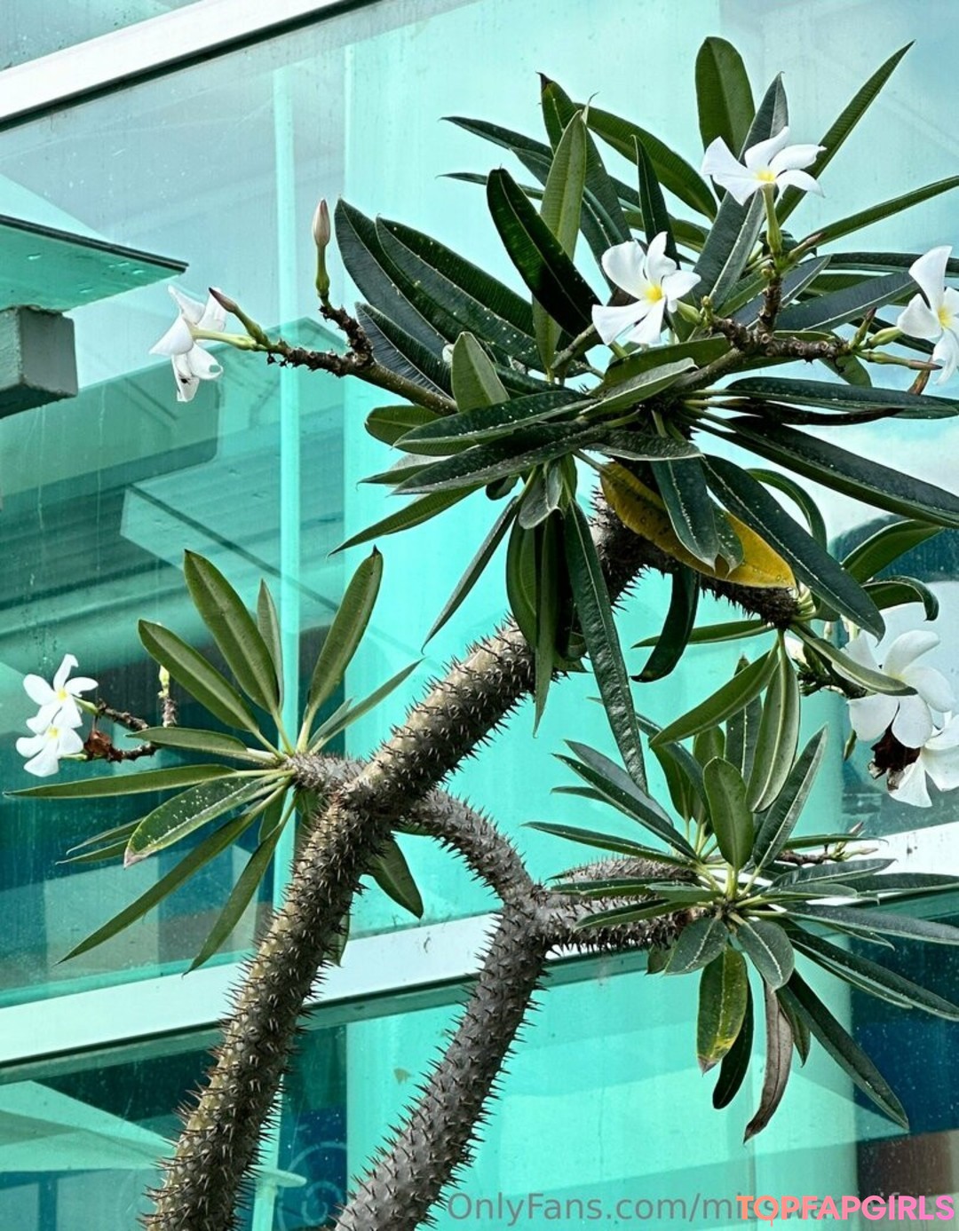 Foto desnuda filtrada de OnlyFans de Misswarmjfree #249 Foto desnuda filtrada de OnlyFans de Misswarmjfree #249