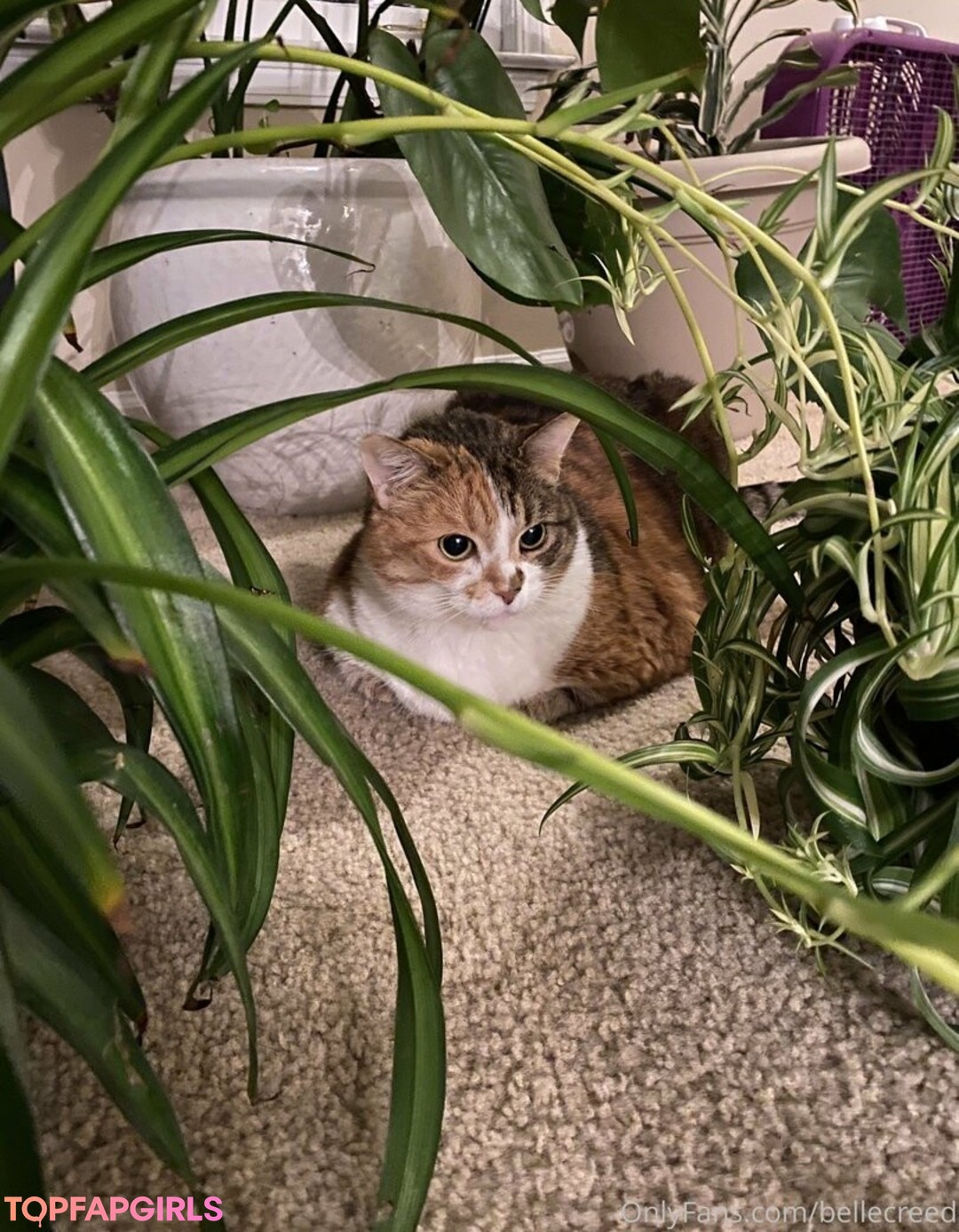 Foto desnuda filtrada de OnlyFans de Bellecreed #183 Foto desnuda filtrada de OnlyFans de Bellecreed #183