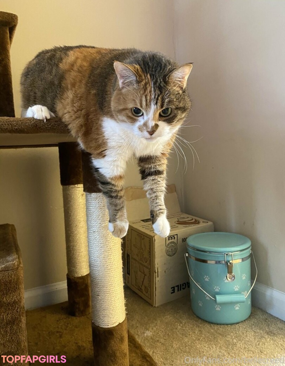 Foto desnuda filtrada de OnlyFans de Bellecreed #216 Foto desnuda filtrada de OnlyFans de Bellecreed #216