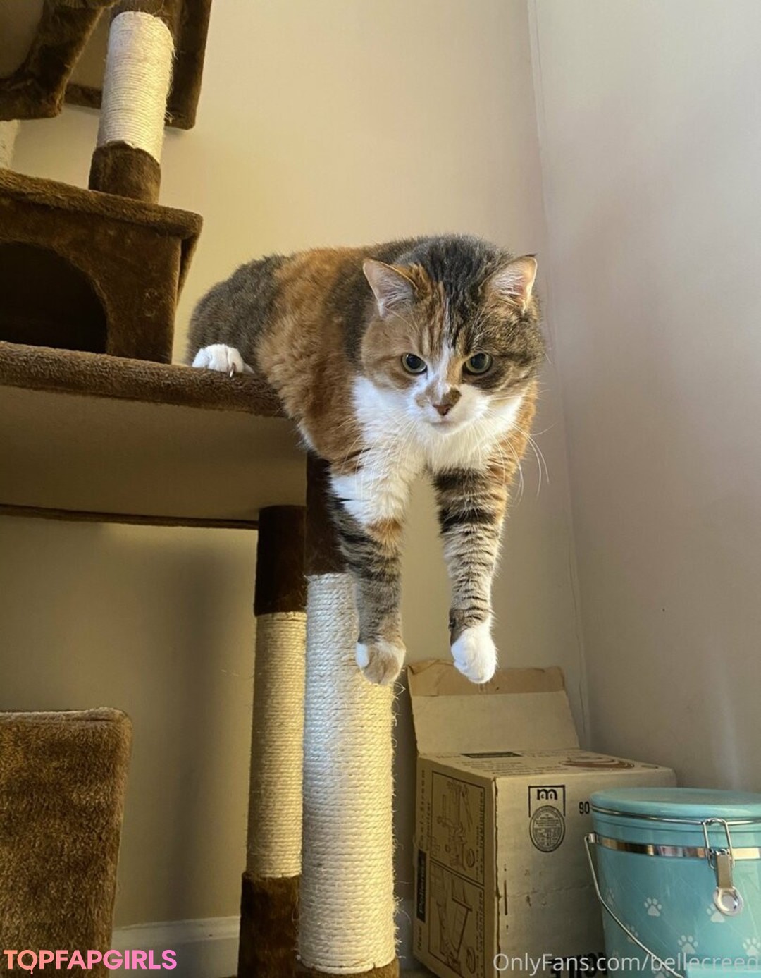 Foto desnuda filtrada de OnlyFans de Bellecreed #217 Foto desnuda filtrada de OnlyFans de Bellecreed #217