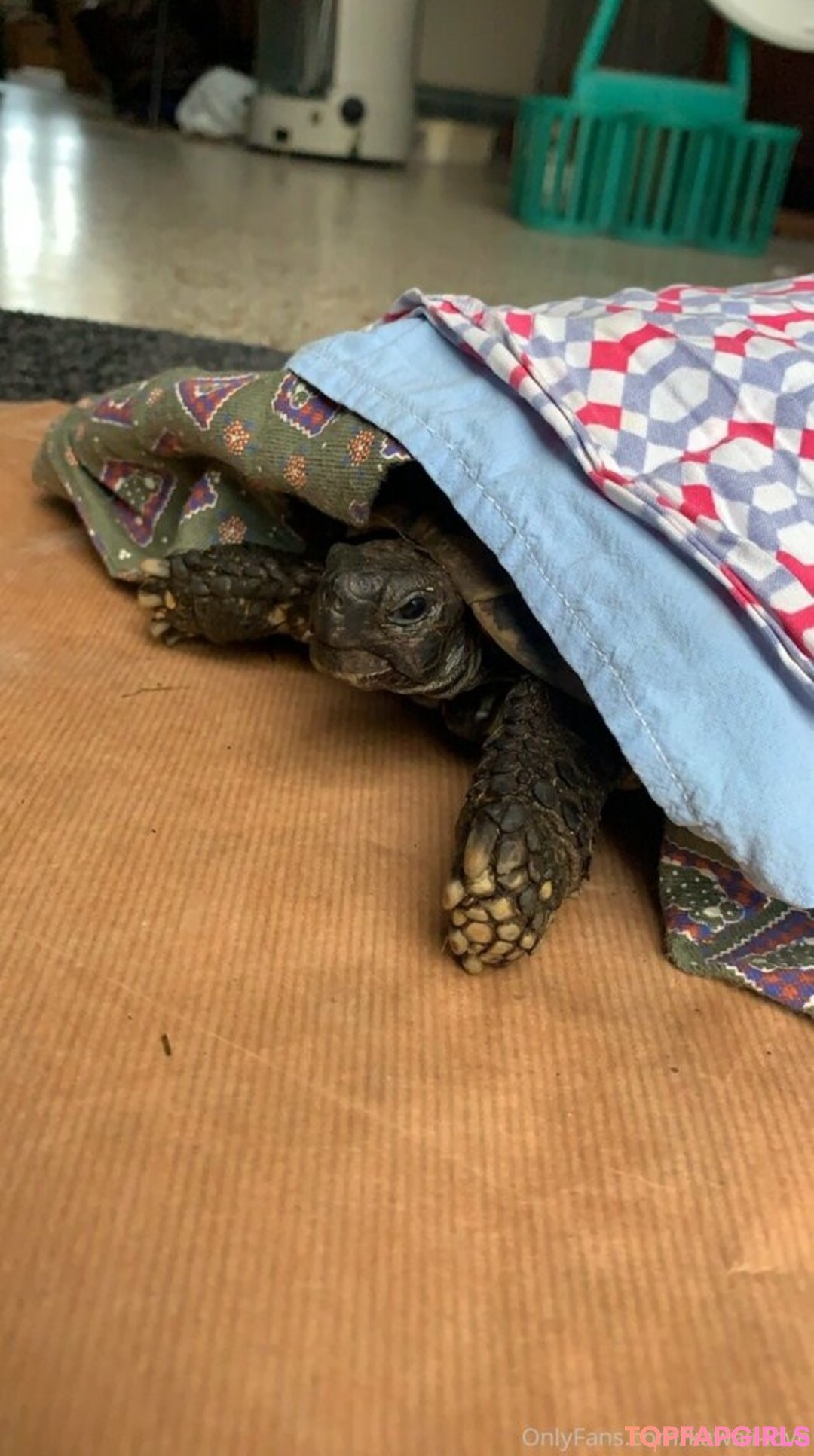 Foto desnuda filtrada de OnlyFans de Kawaiilove #18 Foto desnuda filtrada de OnlyFans de Kawaiilove #18