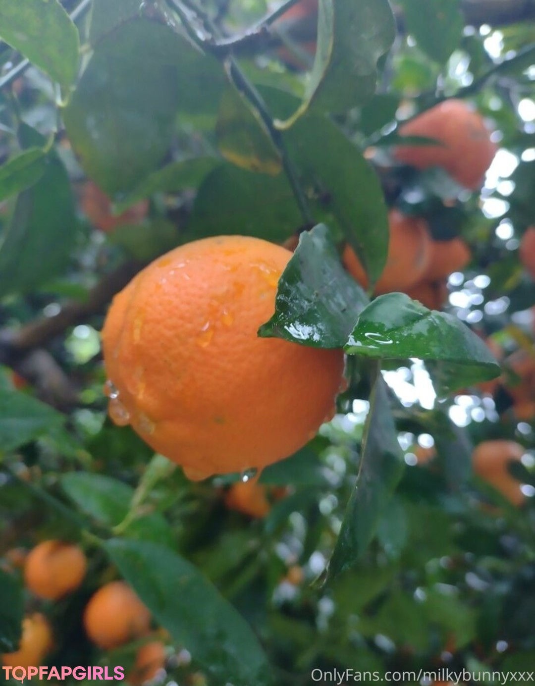 Foto desnuda filtrada de OnlyFans de Hairyangela #46 Foto desnuda filtrada de OnlyFans de Hairyangela #46