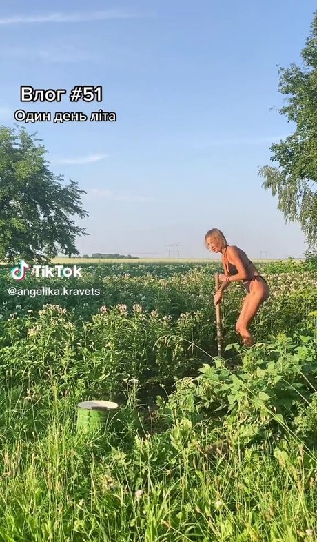 Angelikakravets